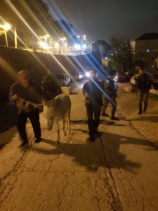 צילום: דוברות המשטרה