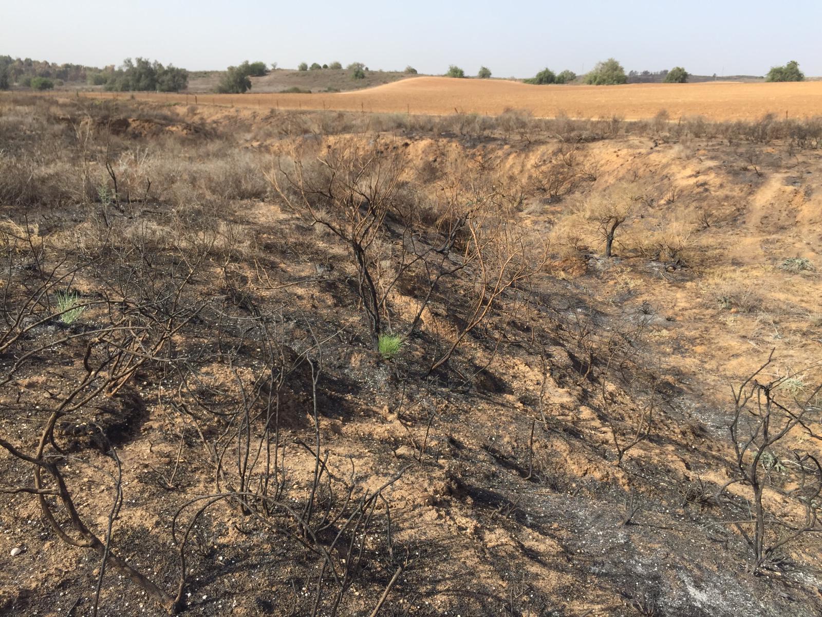 גברעם צילום: רן לוי ישראל ניוז