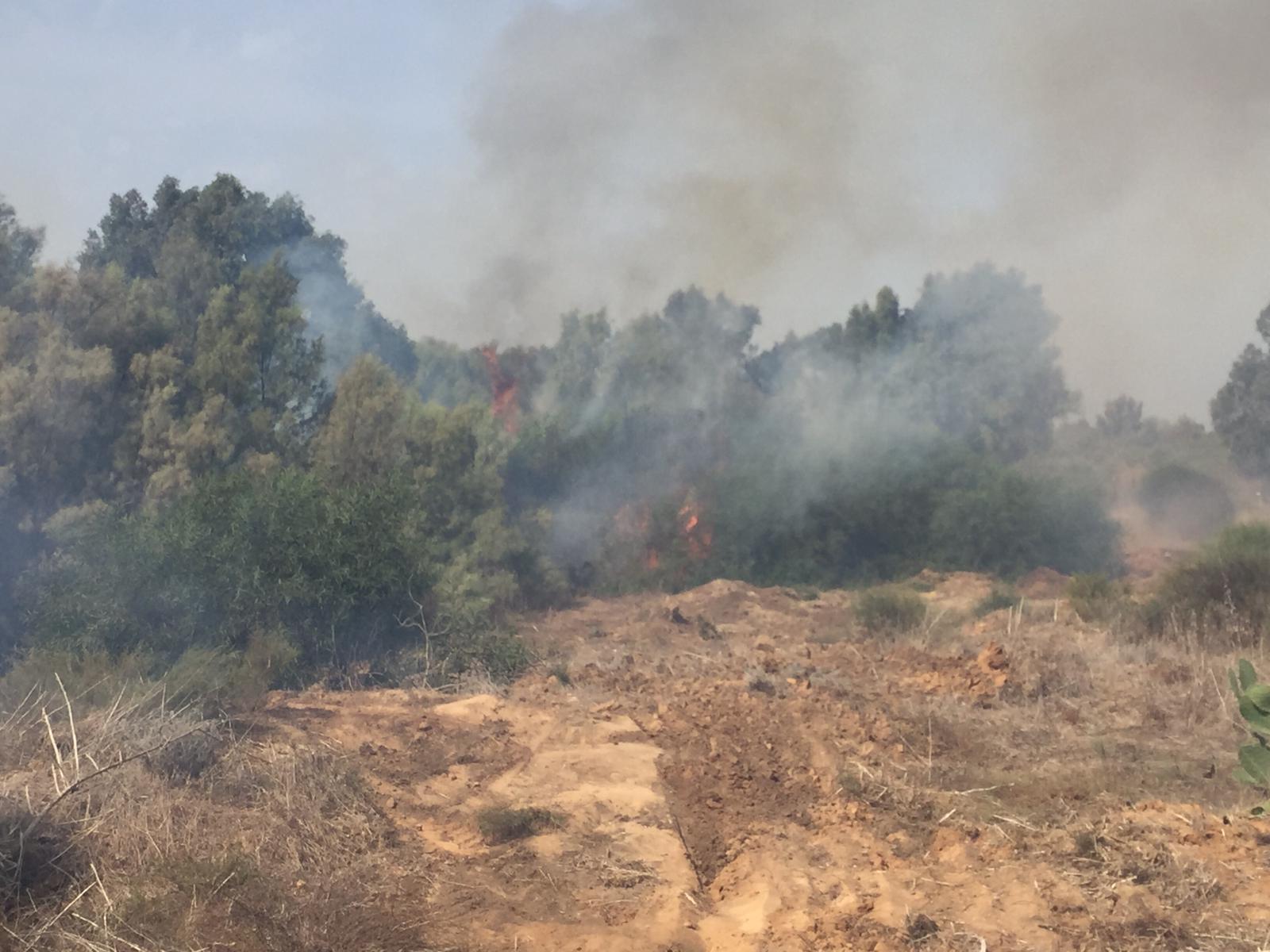 ואדי שקמה צילום: רן לוי ישראל ניוז